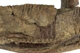 Fossil Hadrosaur (Edmontosaurus) Mandible Bone - South Dakota #192546-2